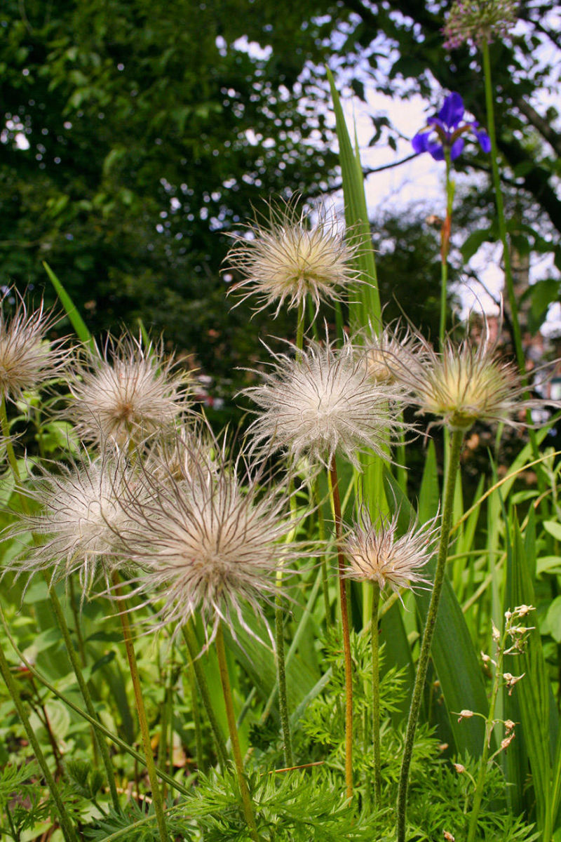 fluffy flowers