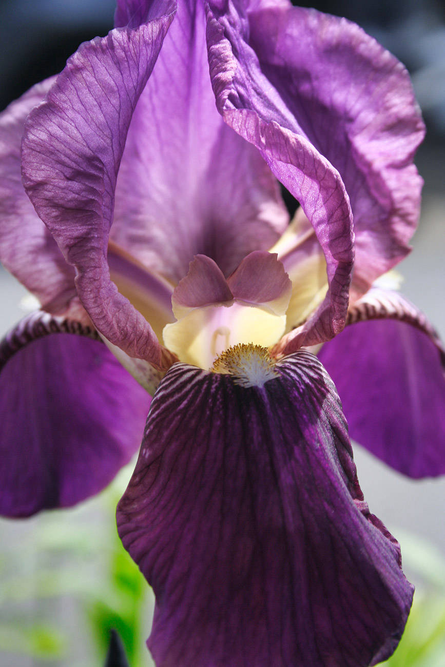 purple flower