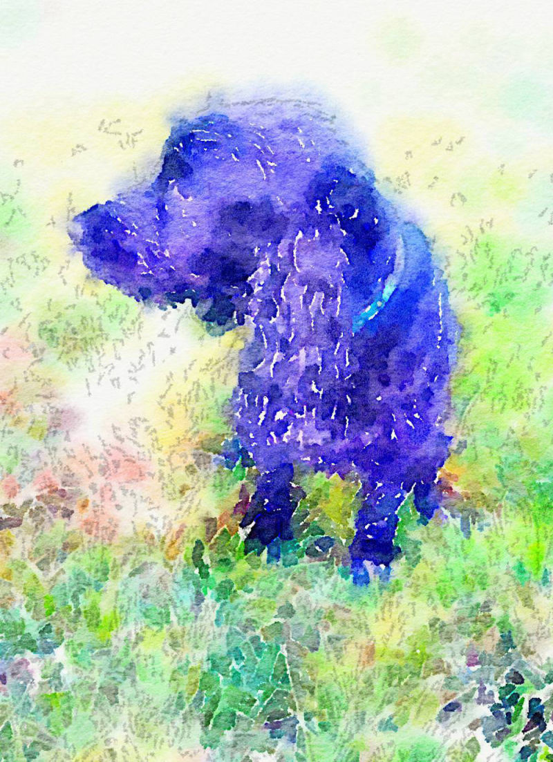 Watercolour of Suzie