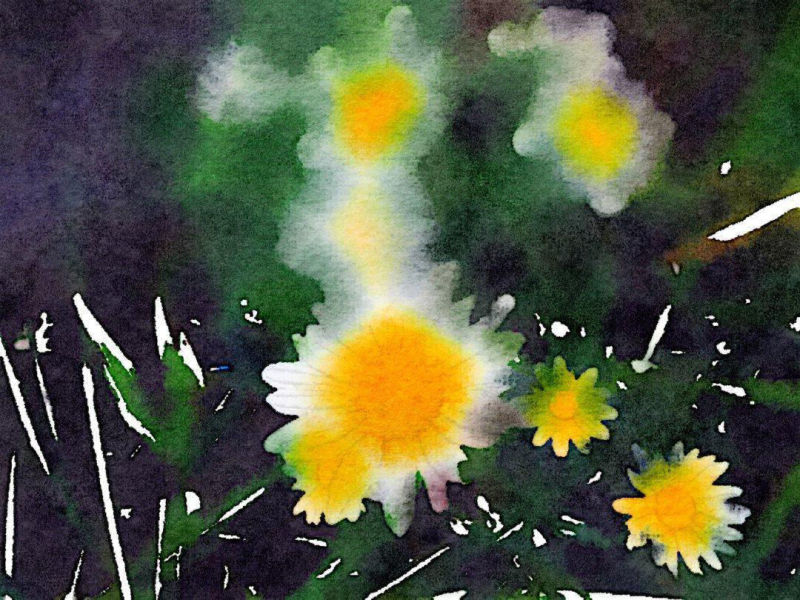 Yellow Daisy and green
